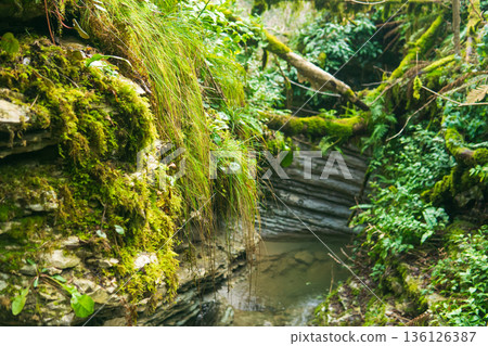 grass above a water source among limestone rocks in a tropical forest 136126387