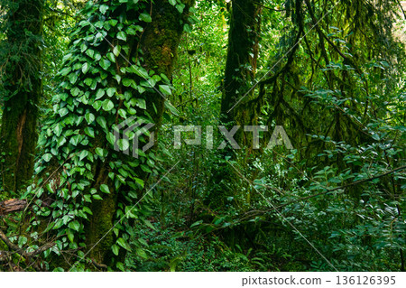 green plants in the rainforest, natural background green plants in the rainforest, natural background 136126395