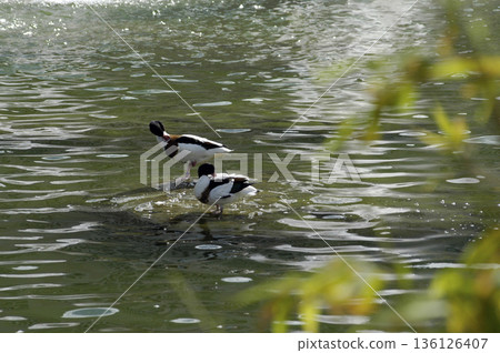 picture of two wild ducks about to take a bath picture of two wild ducks about to take a bath 136126407