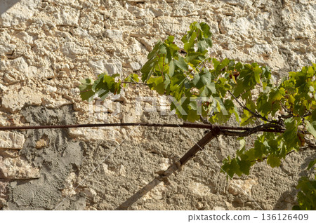 vineyard with green leaves attached to metal rods in front of an old facade vineyard with green leaves attached to metal rods in front of an old facade 136126409