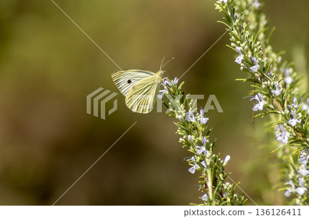 butterfly perched on a rosemary plant with purple flowers 136126411