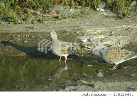 turtle doves enjoying a bath in the puddle 136126483