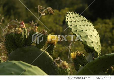 image of a cactus in the process of flowering image of a cactus in the process of flowering 136126487
