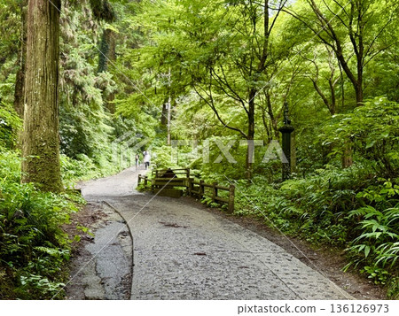 夏季的高尾山－雨後的1號路線 136126973