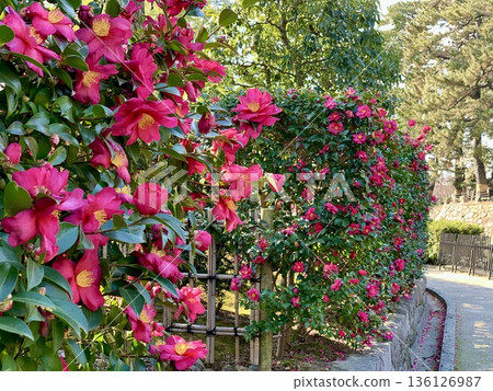 Camellias in full bloom (Koishoan hedge) (Okazaki Castle Park, Okazaki City, Aichi Prefecture) Camellias in full bloom (Koishoan hedge) (Okazaki Castle Park, Okazaki City, Aichi Prefecture) 136126987