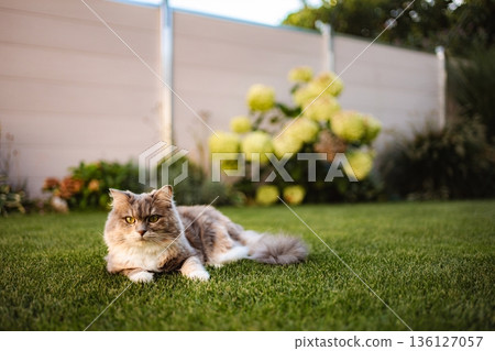 Domestic cat lying on green grass in garden 136127057
