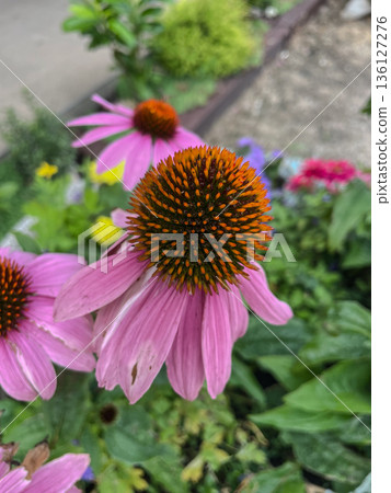 Close-Up of a Purple Coneflower in Bloom Close-Up of a Purple Coneflower in Bloom 136127276