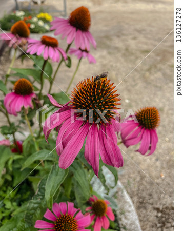 Bee on a Coneflower 136127278