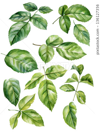 Green rose leaves watercolor botanical set isolated foliage elements for floral design and decoration 136127356