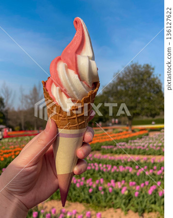 Tulip Tulip 136127622