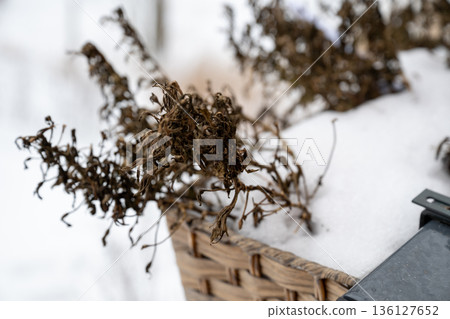 Withered winter plants covered with snow in wicker balcony flower box Withered winter plants covered with snow in wicker balcony flower box 136127652