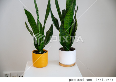 Home plants in modern ceramic pots on white table in minimalist interior Home plants in modern ceramic pots on white table in minimalist interior 136127673