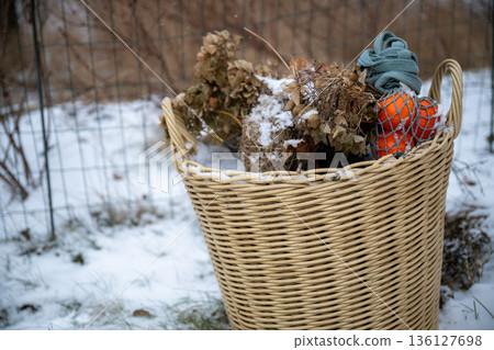 Wicker basket with dried flowers and citrus fruit in eco friendly winter garden 136127698