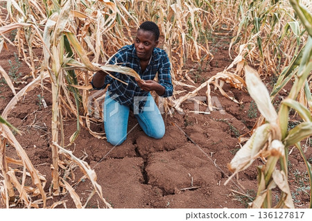 African farmer inspecting damaged corn field during drought 136127817
