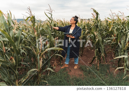 Agronomist inspecting corn plant growth using digital tablet in cultivated field 136127818