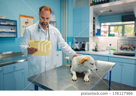 Veterinarian caring for a small dog in a modern clinic setting Veterinarian caring for a small dog in a modern clinic setting 136127966