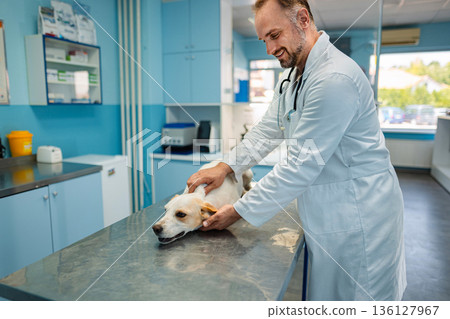 Veterinarian caring for a dog in a bright clinic during the day 136127967