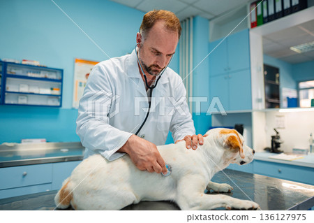 Veterinarian caring for a dog during a check-up in a clinic Veterinarian caring for a dog during a check-up in a clinic 136127975