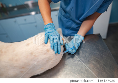 Caring veterinarian administers treatment to a dog in a clinic Caring veterinarian administers treatment to a dog in a clinic 136127980