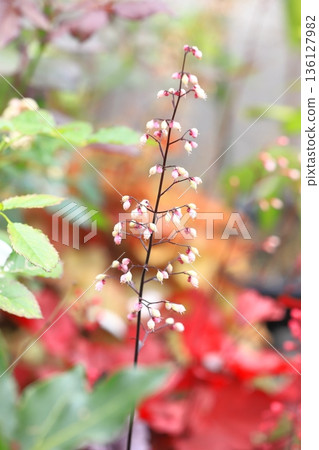 Pot coral or heuchera flower Pot coral or heuchera flower 136127982