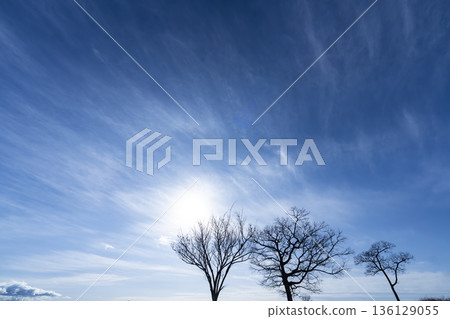 冬日的天空、雲彩和樹木 136129055