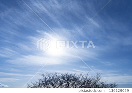 Winter sky, clouds and trees Winter sky, clouds and trees 136129059