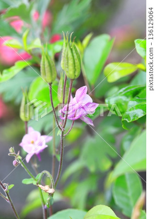 漂亮的鴿花 漂亮的鴿花 136129064