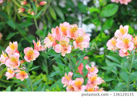 盛開的百合花 136129135