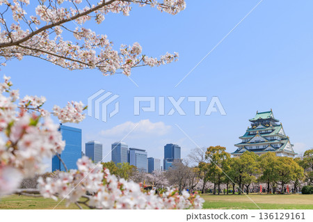 Osaka Castle and the cherry blossoms of Nishinomaru Garden in spring (Chuo Ward, Osaka City, Osaka Prefecture) Osaka Castle and the cherry blossoms of Nishinomaru Garden in spring (Chuo Ward, Osaka City, Osaka Prefecture) 136129161