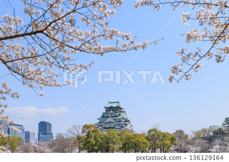 大阪城和西之丸庭園的春季櫻花(大阪府大阪市中央區) 大阪城和西之丸庭園的春季櫻花(大阪府大阪市中央區) 136129164
