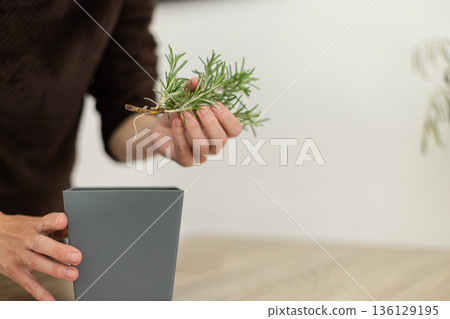 Growing rosemary at home. Woman preparing pot for potting young shoot with roots of a plant. Closeup. 136129195