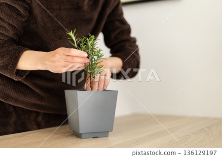 Woman potting sprout of rosemary in a pot. Growing rosemary at home. Woman potting sprout of rosemary in a pot. Growing rosemary at home. 136129197