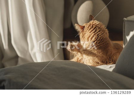 Sunlit Pause: A Ginger Cat Grooming Himself and Resting Quietly in Warm Afternoon Light 136129289