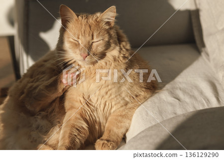 Sunlit Pause: A Ginger Cat Grooming Himself and Resting Quietly in Warm Afternoon Light Sunlit Pause: A Ginger Cat Grooming Himself and Resting Quietly in Warm Afternoon Light 136129290