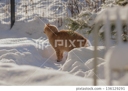 A Ginger Cat, His Caught Mouse, and the Quiet Regulation of Life in the Snow A Ginger Cat, His Caught Mouse, and the Quiet Regulation of Life in the Snow 136129291