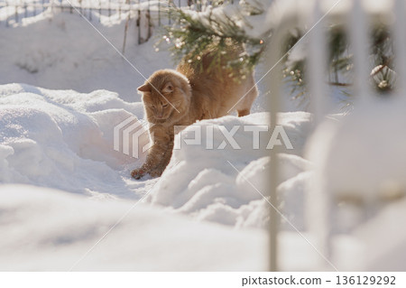 A Ginger Cat, His Caught Mouse, and the Quiet Regulation of Life in the Snow A Ginger Cat, His Caught Mouse, and the Quiet Regulation of Life in the Snow 136129292