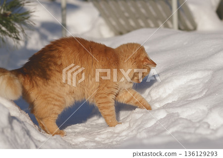 A Ginger Cat, His Caught Mouse, and the Quiet Regulation of Life in the Snow 136129293