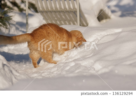 A Ginger Cat, His Caught Mouse, and the Quiet Regulation of Life in the Snow 136129294