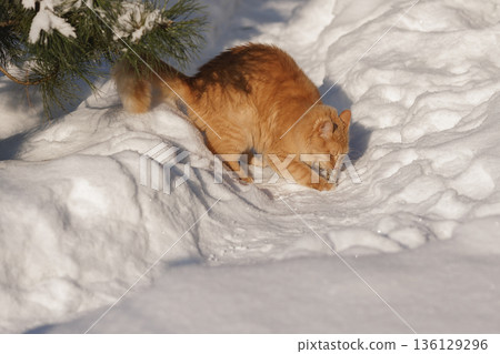 A Ginger Cat, His Caught Mouse, and the Quiet Regulation of Life in the Snow A Ginger Cat, His Caught Mouse, and the Quiet Regulation of Life in the Snow 136129296