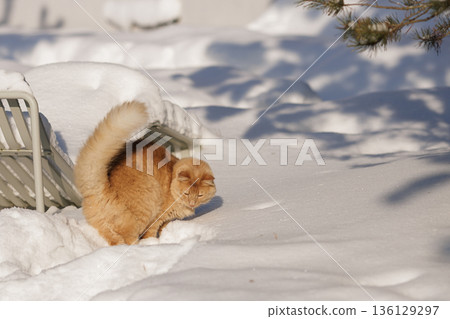 A Ginger Cat, His Caught Mouse, and the Quiet Regulation of Life in the Snow A Ginger Cat, His Caught Mouse, and the Quiet Regulation of Life in the Snow 136129297