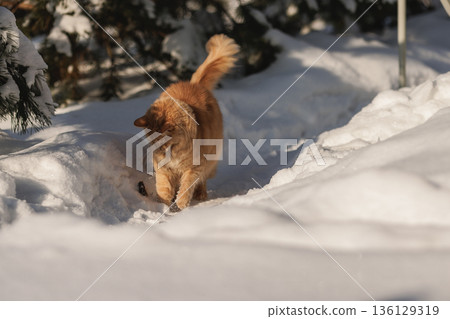 A Ginger Cat, His Caught Mouse, and the Quiet Regulation of Life in the Snow 136129319