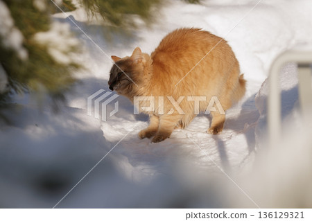 A Ginger Cat, His Caught Mouse, and the Quiet Regulation of Life in the Snow 136129321