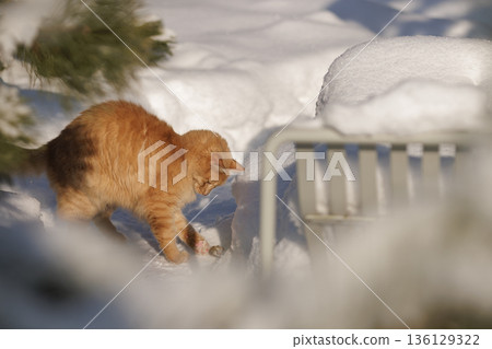 A Ginger Cat, His Caught Mouse, and the Quiet Regulation of Life in the Snow 136129322