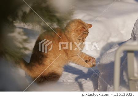 A Ginger Cat, His Caught Mouse, and the Quiet Regulation of Life in the Snow 136129323