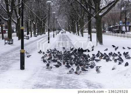 lots of pigeons on a winter city alley 136129328