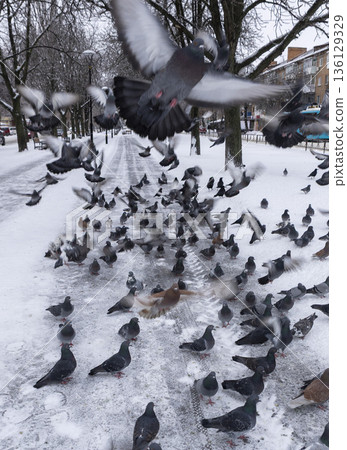 A multitude of pigeons take flight from a snowy winter city street. A multitude of pigeons take flight from a snowy winter city street. 136129329