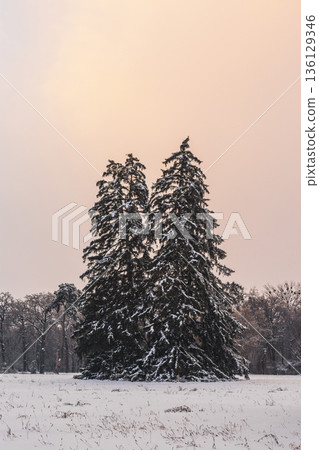 Winter park landscape with snow covered trees and soft pastel sky at dusk. Winter park landscape with snow covered trees and soft pastel sky at dusk. 136129346