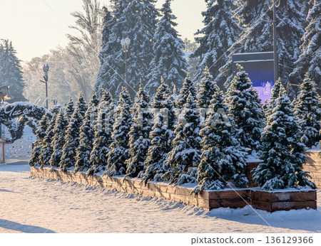 Snow-covered fir trees stand in a row at an exhibition in winter. Snow-covered fir trees stand in a row at an exhibition in winter. 136129366