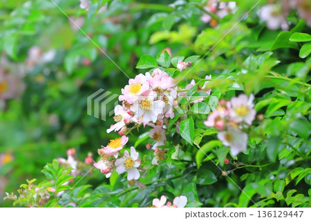 盛開的野刺花 盛開的野刺花 136129447