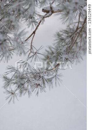 Minimalist Winter Forest Background with Pine Trees, Frost and Snow 136129449